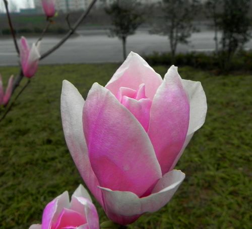 玉兰花开