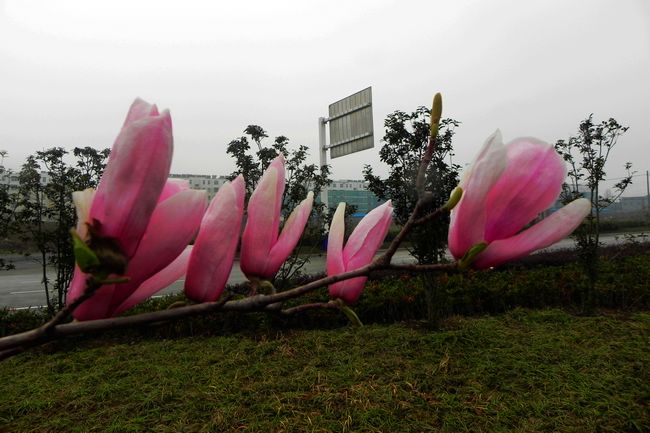 玉兰花开