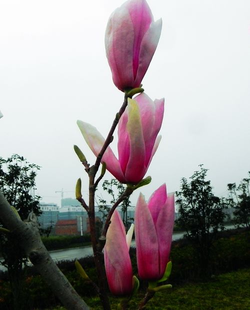 玉兰花开
