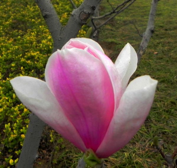 玉兰花开