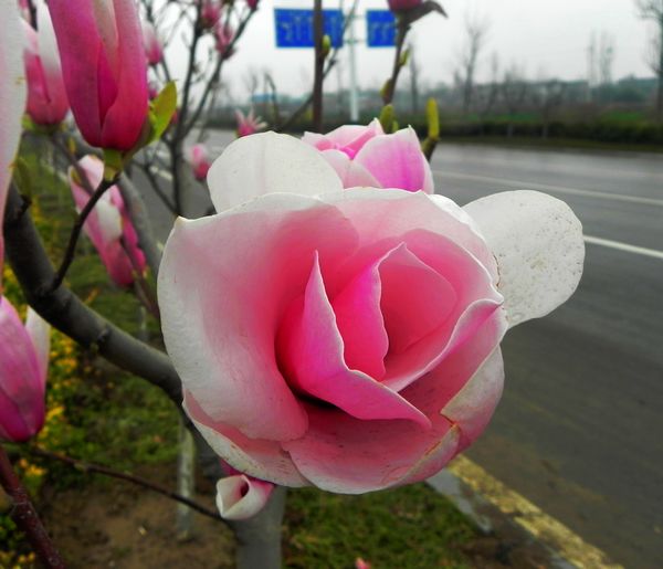 玉兰花开