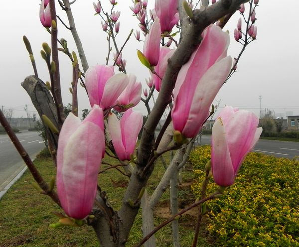 玉兰花开