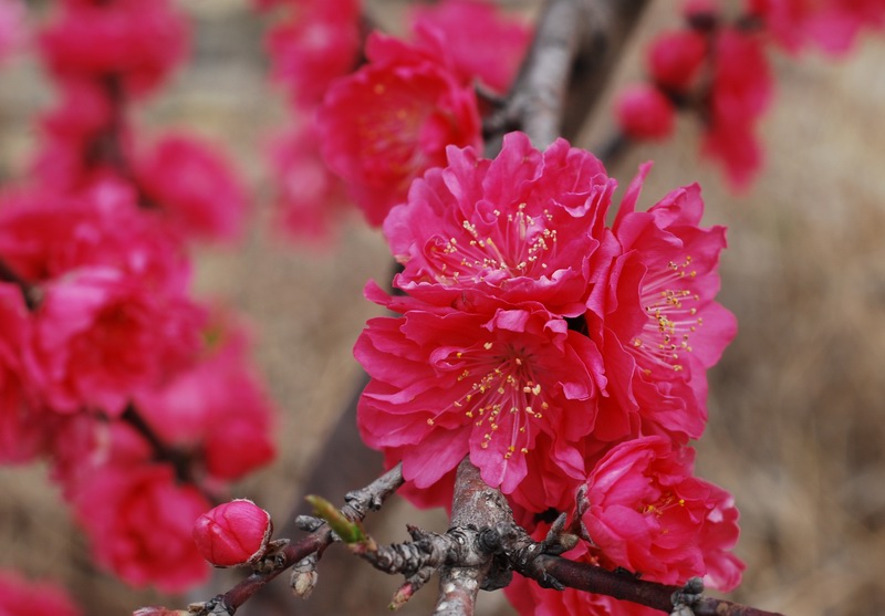 迎春桃花火样红