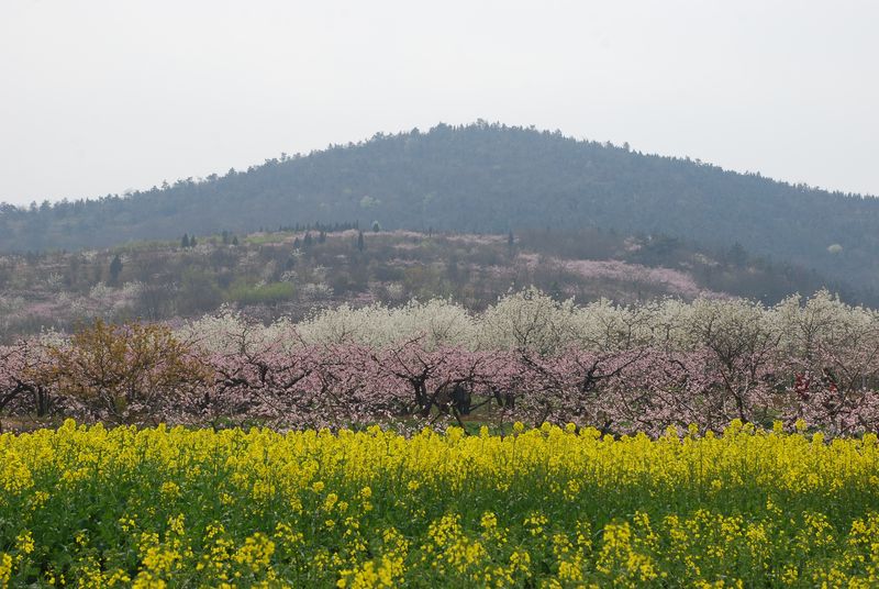 春染八公山