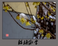 腊梅傲雪
