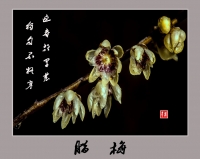 梅