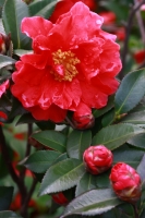 茶花正艳