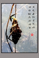 残荷