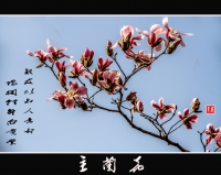 玉兰花