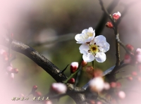 三月三日气象新，淮水岸边多丽人……2013年的梅花