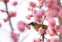 花鸟图