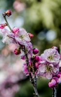 梅花（二）