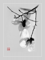 玉兰花（黑白二幅）
