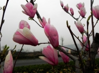 玉兰花开