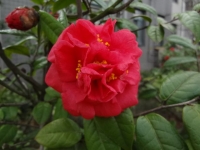 红山茶一组