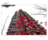 一夜春风花满楼