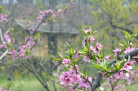 2012桃花朵朵开