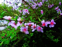 桃花一组
