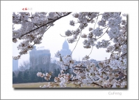 樱花时节（合肥）四幅
