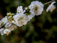 梅花