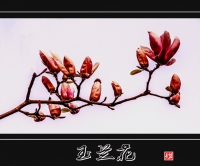 玉兰花