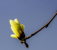 玉兰花