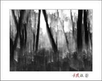 苏醒的森林