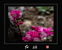 红梅