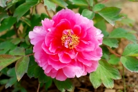 国花——牡丹