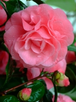 花开春天