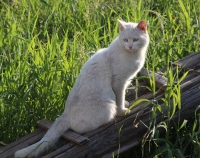 猫