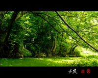 绿色记忆
