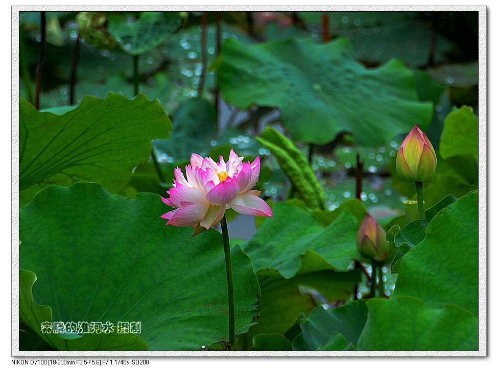 出水芙蓉