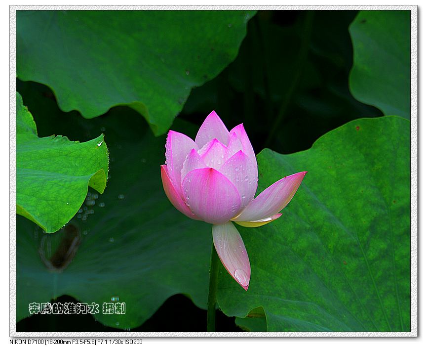 出水芙蓉
