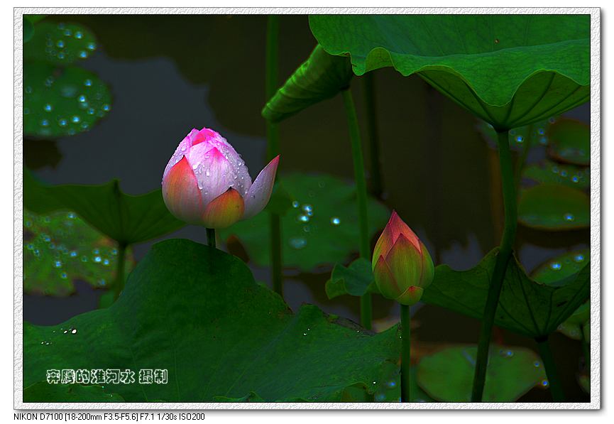 出水芙蓉