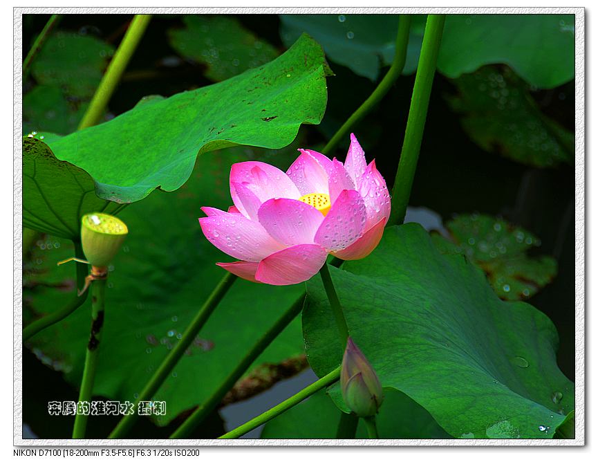 出水芙蓉