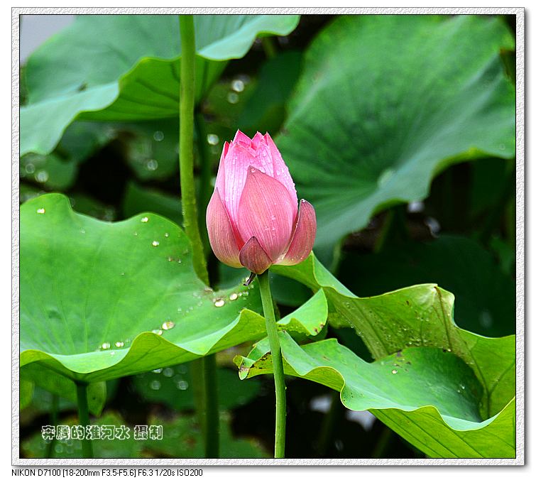 出水芙蓉
