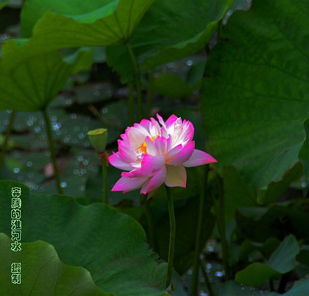 出水芙蓉