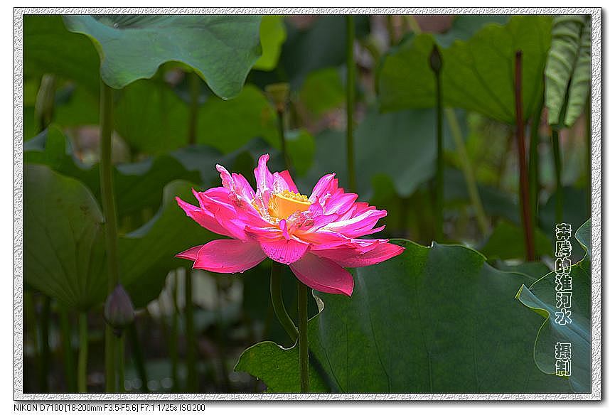 出水芙蓉