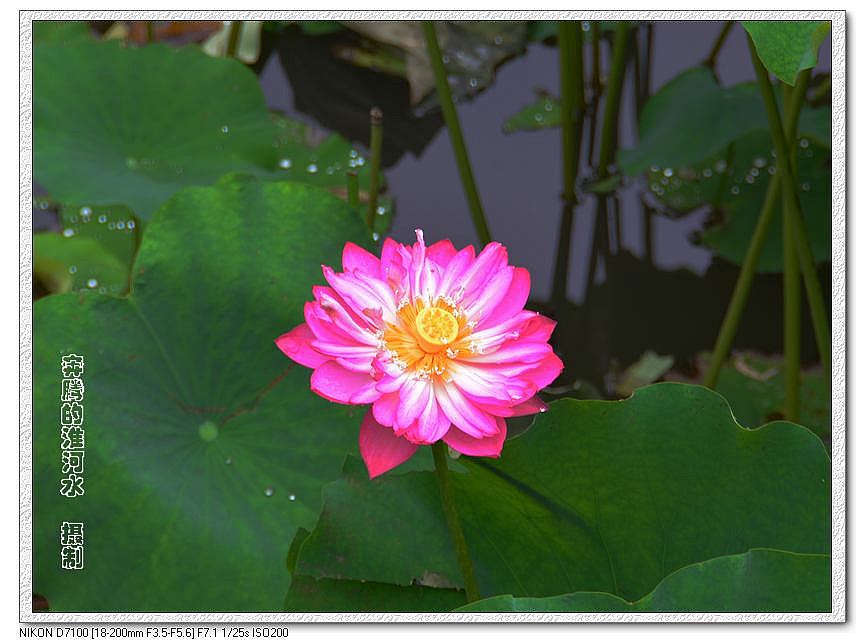出水芙蓉
