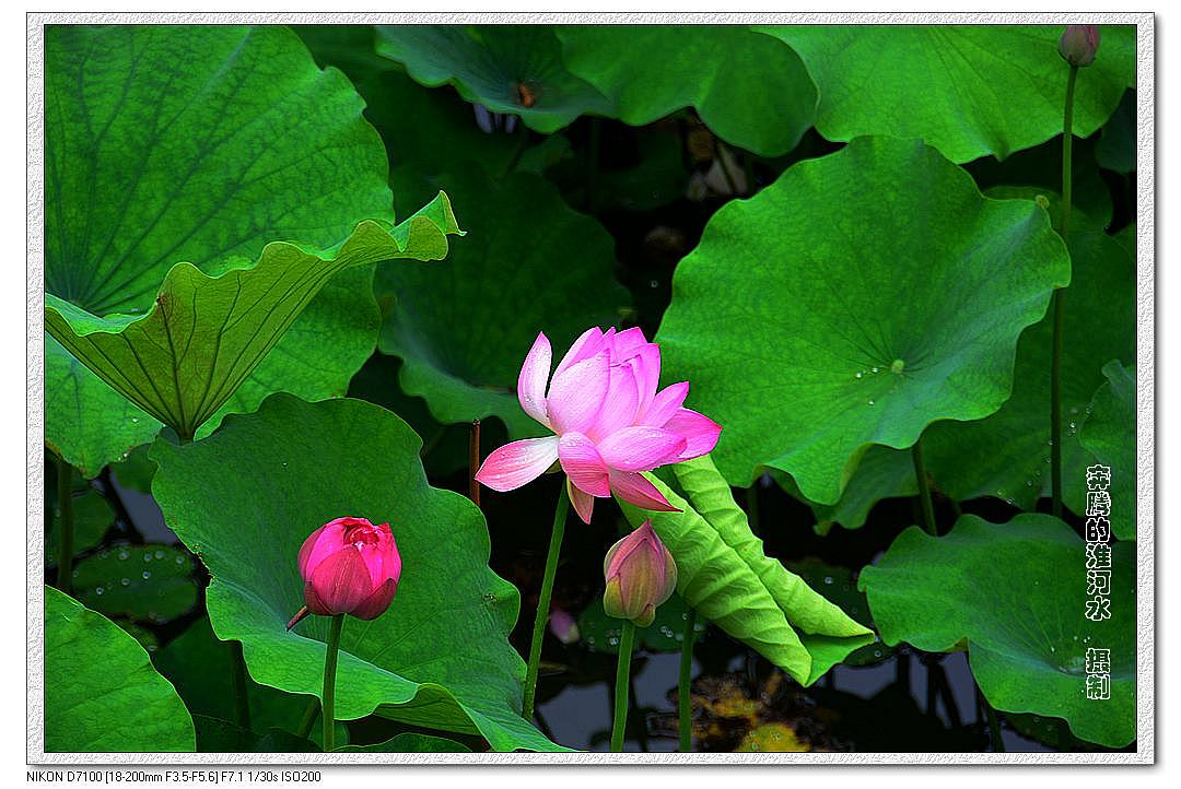 出水芙蓉