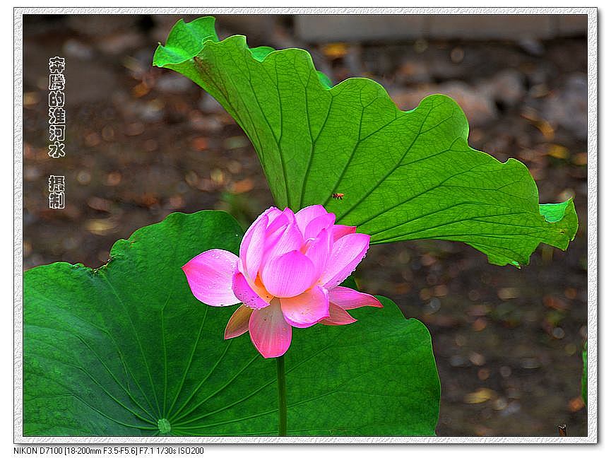 出水芙蓉