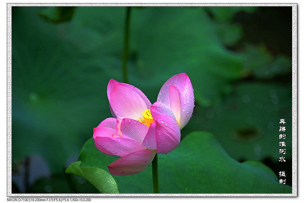 出水芙蓉
