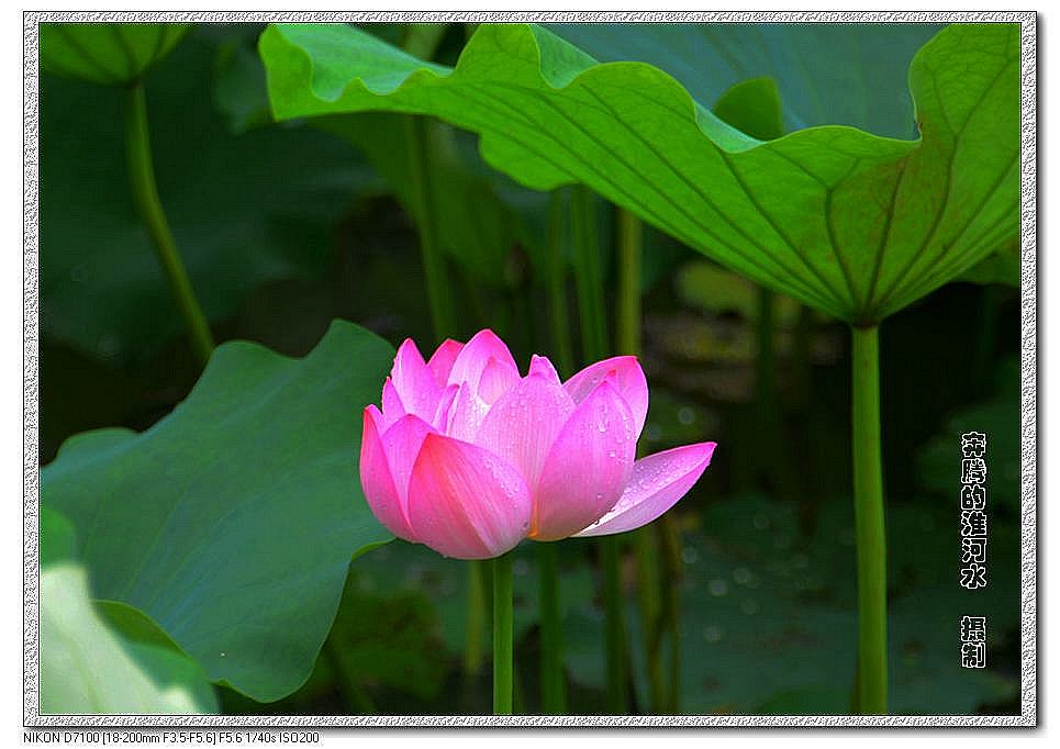 出水芙蓉