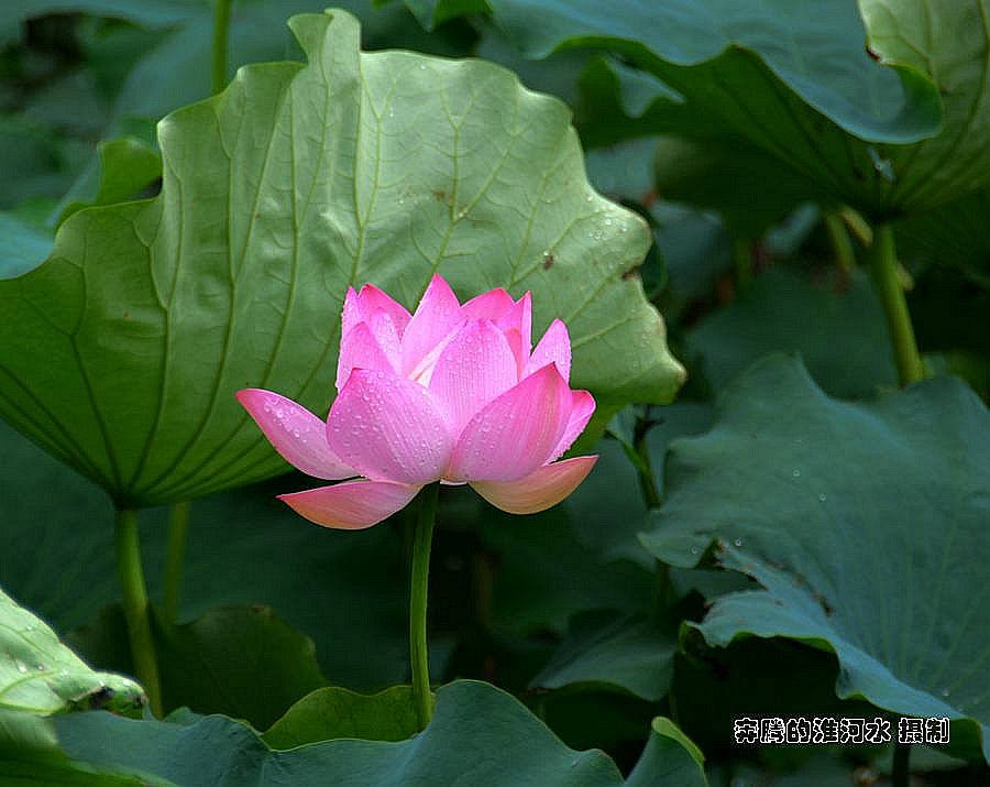 出水芙蓉