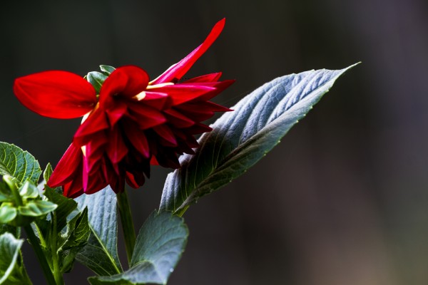 小花
