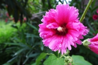 小花