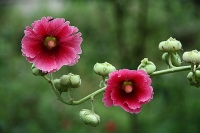 老千：花卉练习