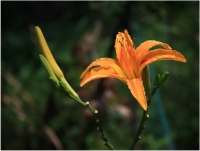 黄花菜（三幅）