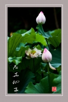 荷花仙子
